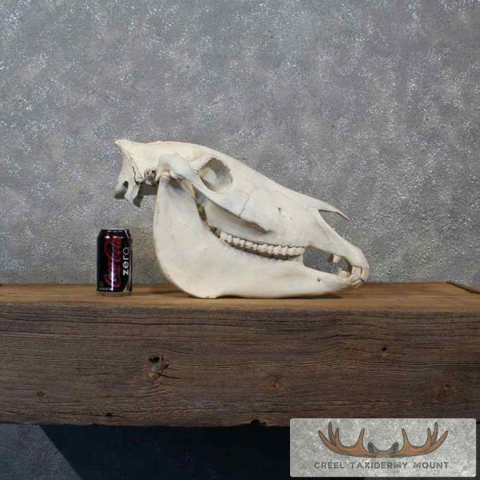 Burchell's Zebra Skull Taxidermy For Sale - Image 7