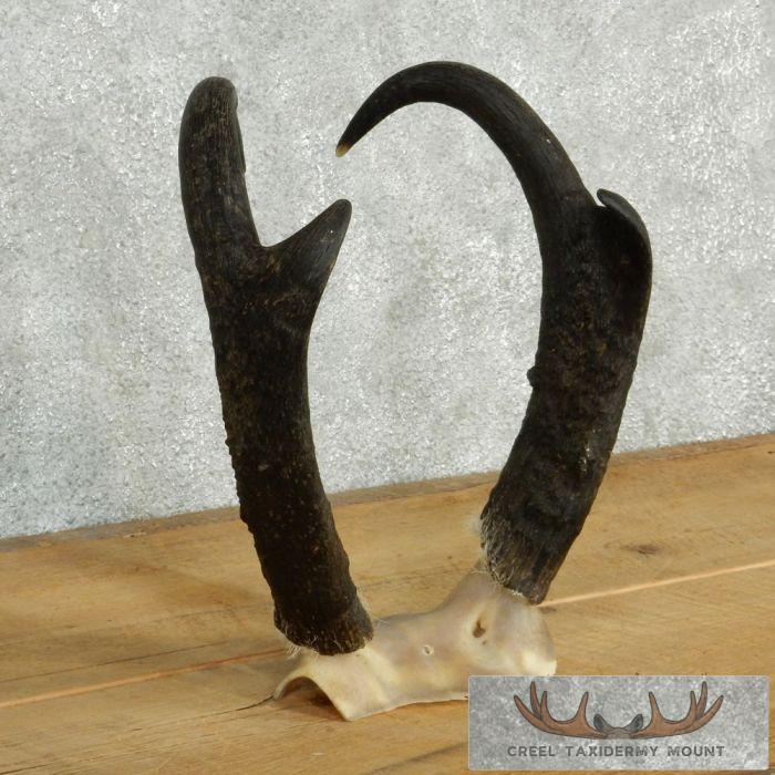 Pronghorn Antelope Horns - Image 3