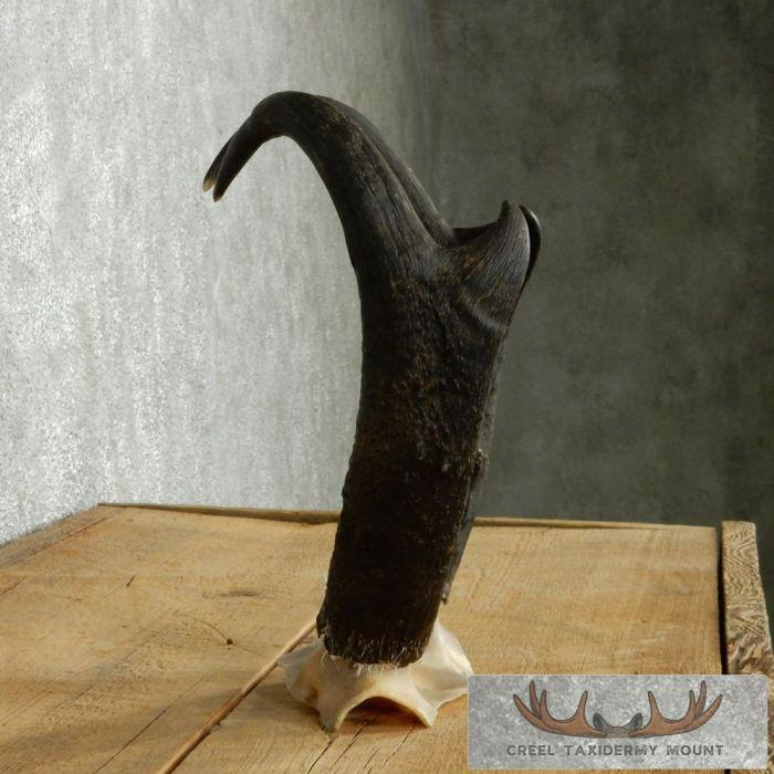 Pronghorn Antelope Horns - Image 4