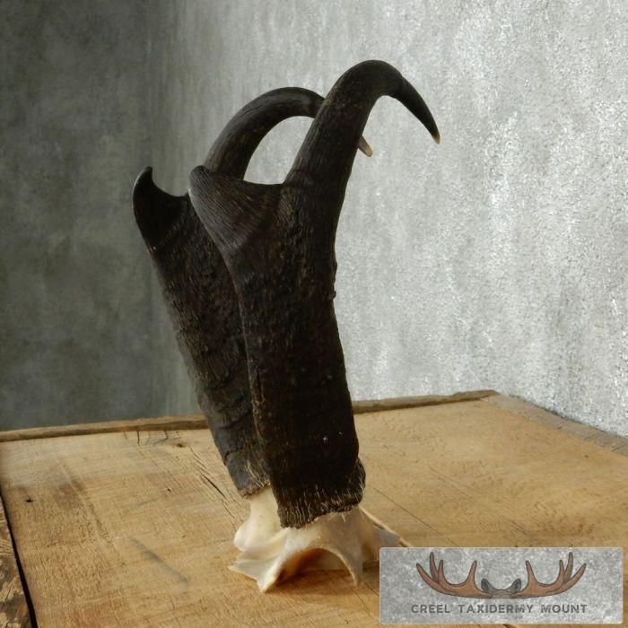 Pronghorn Antelope Horns - Image 5