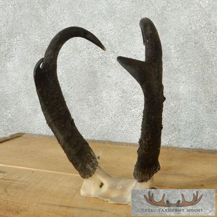 Pronghorn Antelope Horns - Image 2
