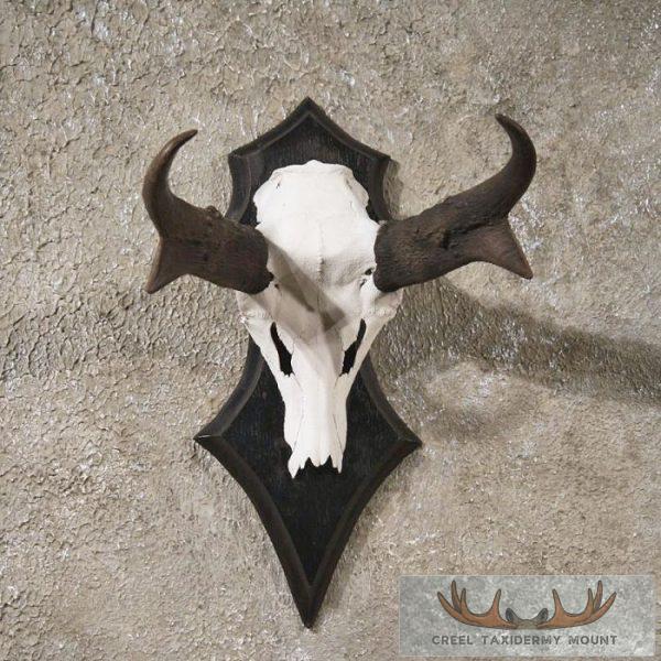 Pronghorn Antelope Skull & Horns