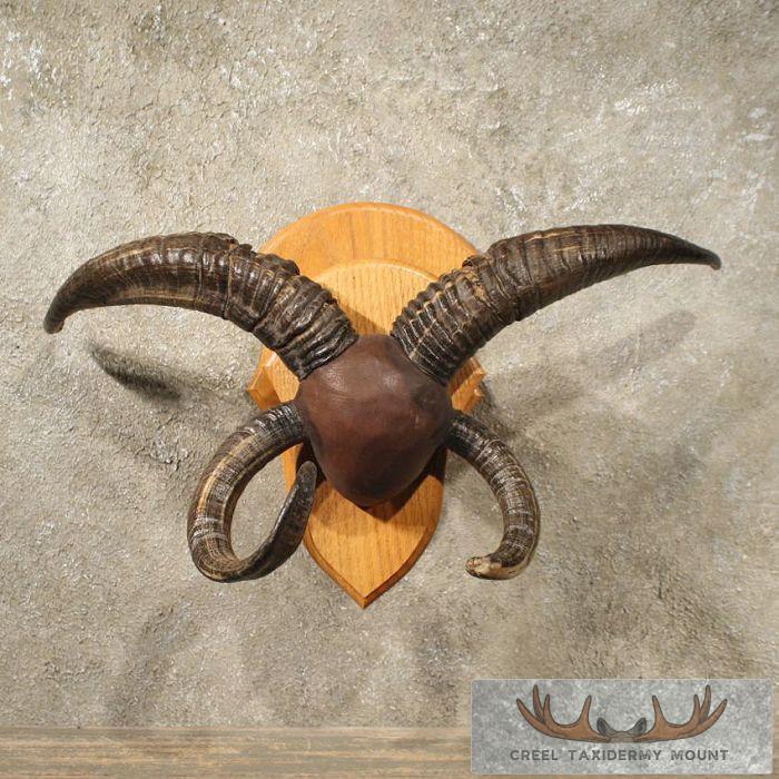 Jacobs Four Horn Plaque Taxidermy For Sale