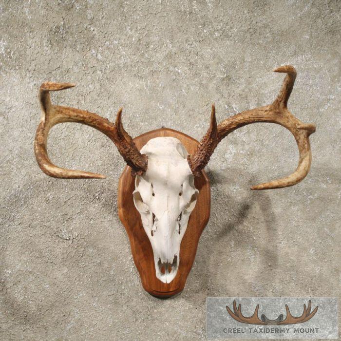 Whitetail Deer Antler Plaque
