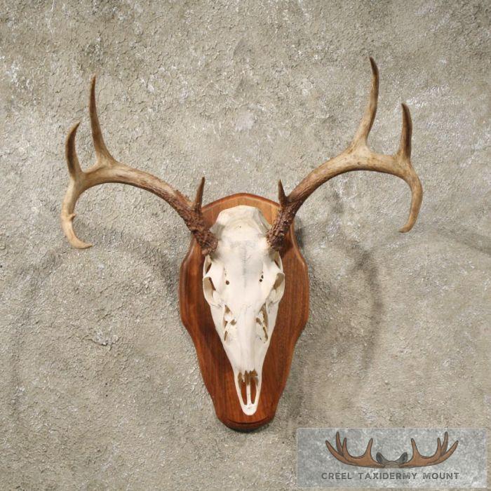 Whitetail Deer Antler Plaque