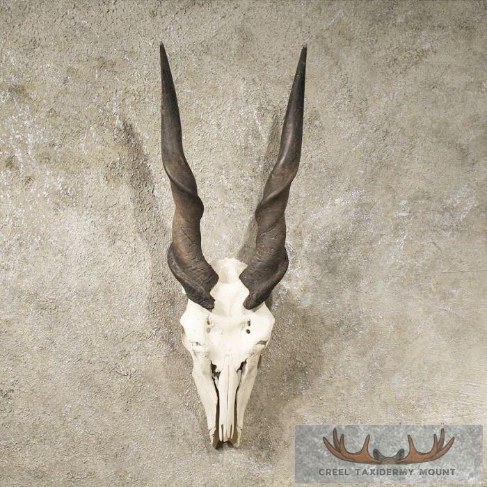 African Eland Skull & Horns