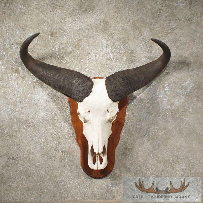 Cape Buffalo Skull & Horns