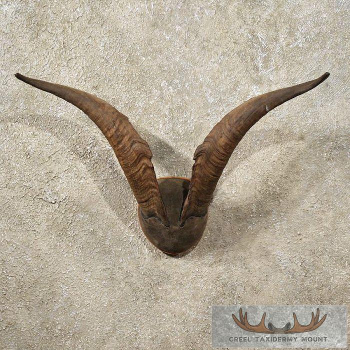 Catalina Goat Horn Plaque