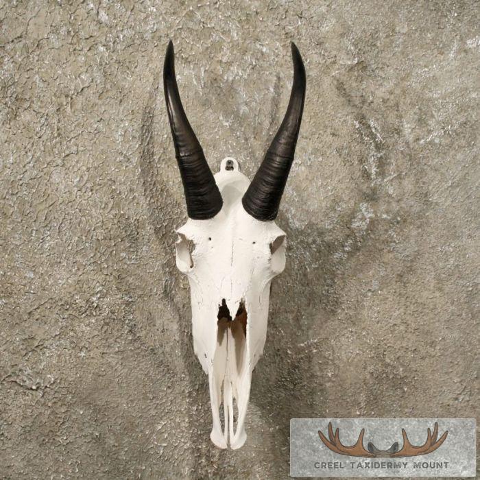 Mountain Goat Skull
