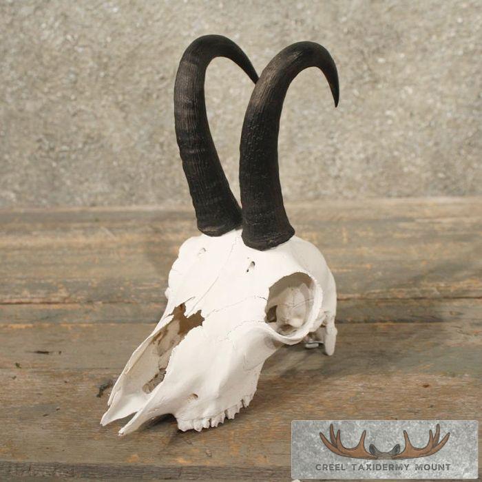 Alpine Chamois Skull