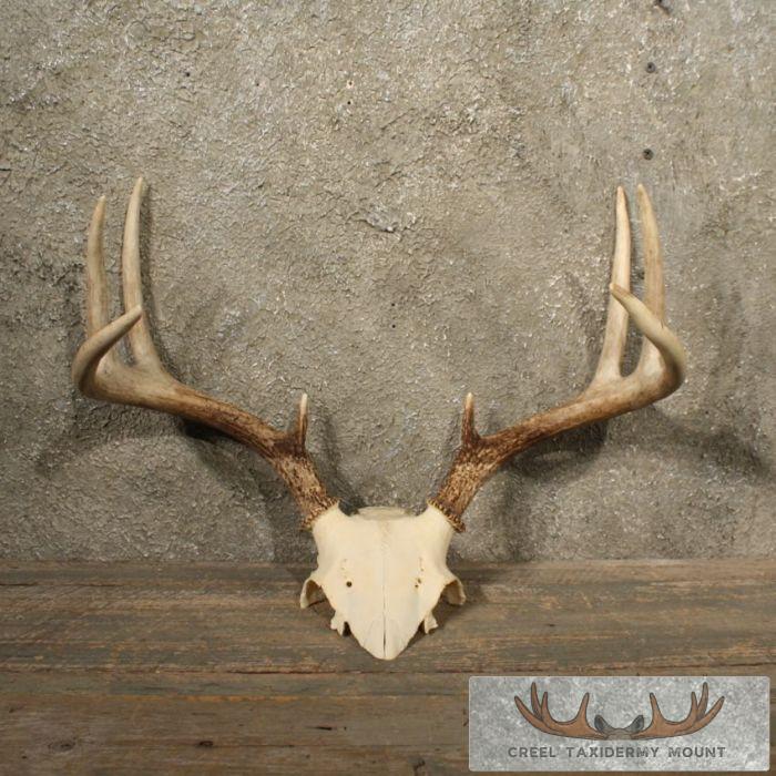 Whitetail Deer Antlers