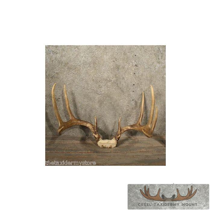 thumbnail image 2 of 202 Real Deer Antlers – 2-Piece Set – Perfect For Taxidermy, Crafts, Or Dog Chews 2 of 3