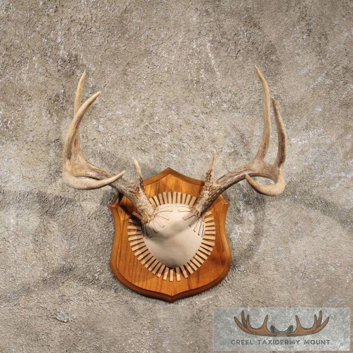 Whitetail Deer Antler Taxidermy Plaque For Sale