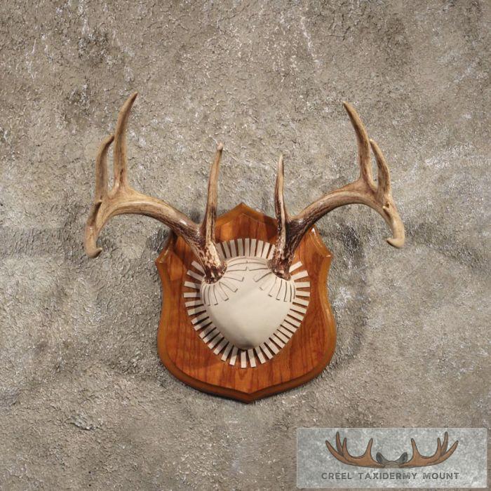 Whitetail Deer Antler Taxidermy Plaque For Sale