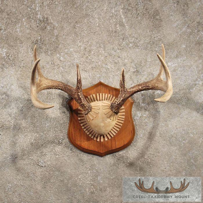 Whitetail Deer Antler Plaque