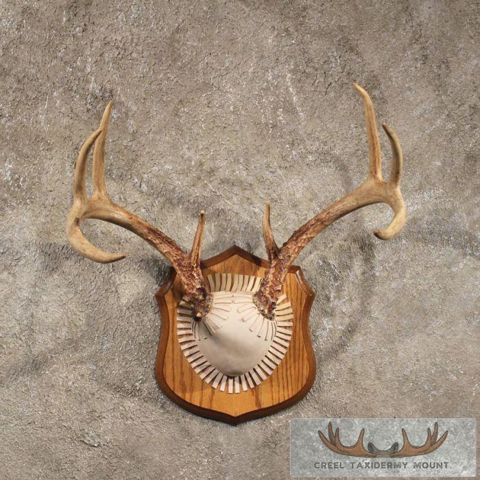Whitetail Deer Antler Taxidermy Plaque For Sale