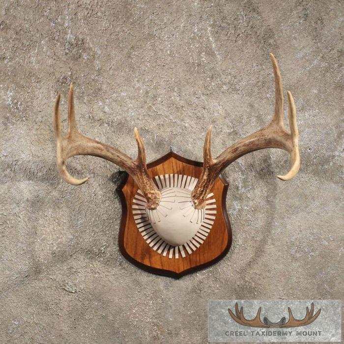 Whitetail Deer Antler Taxidermy Plaque For Sale