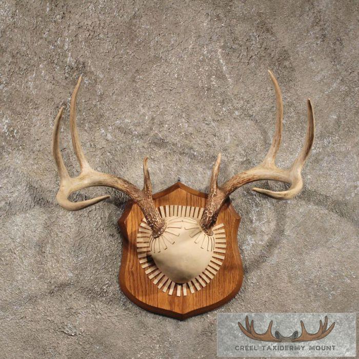 Whitetail Deer Antler Plaque
