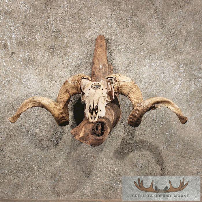 Corsican Ram Horn Plaque