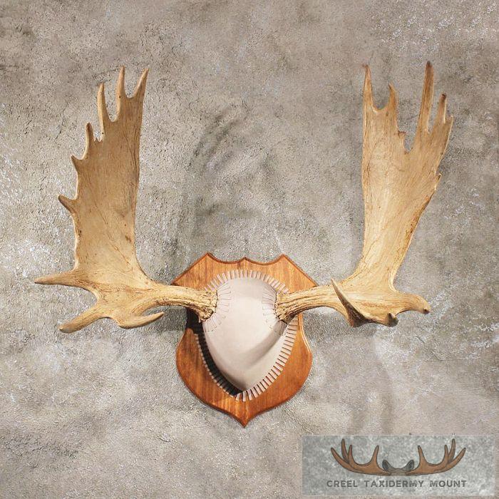 Moose Antlers on Plaque