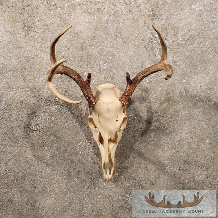 Whitetail Deer European Antlers
