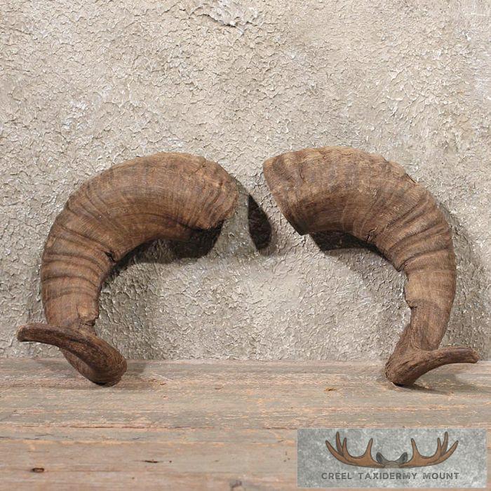 Corsican Horn Pair