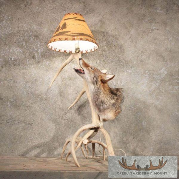 Coyote Antler Lamp Taxidermy Mount For Sale
