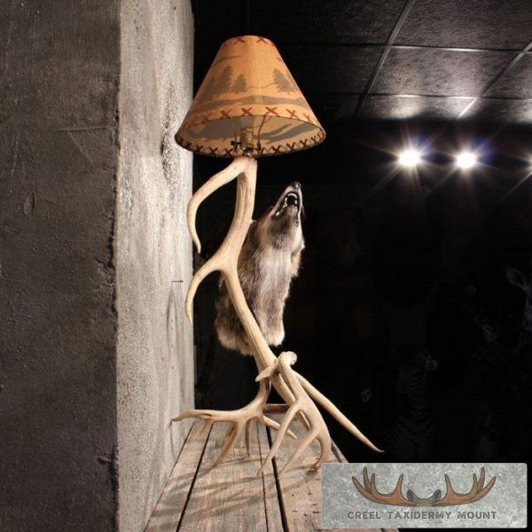 Coyote Antler Lamp Taxidermy Mount For Sale - Image 10