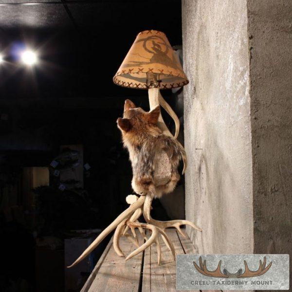Coyote Antler Lamp Taxidermy Mount For Sale - Image 6