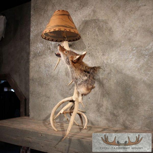 Coyote Antler Lamp Taxidermy Mount For Sale - Image 8