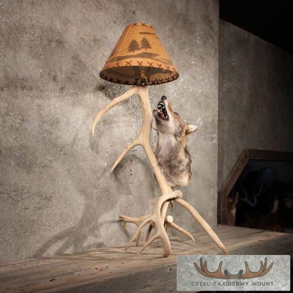 Coyote Antler Lamp Taxidermy Mount For Sale - Image 4