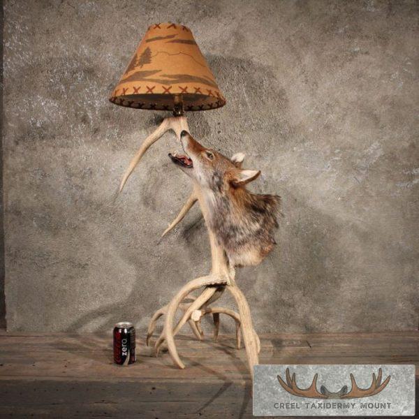 Coyote Antler Lamp Taxidermy Mount For Sale - Image 12