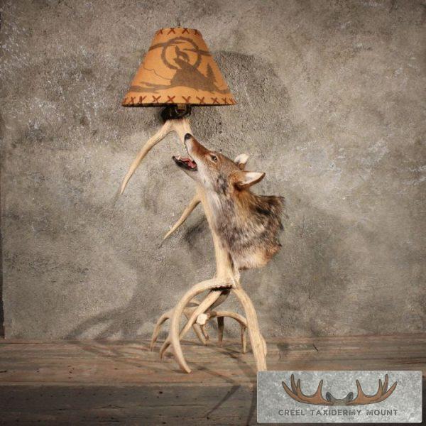 Coyote Antler Lamp Taxidermy Mount For Sale - Image 7
