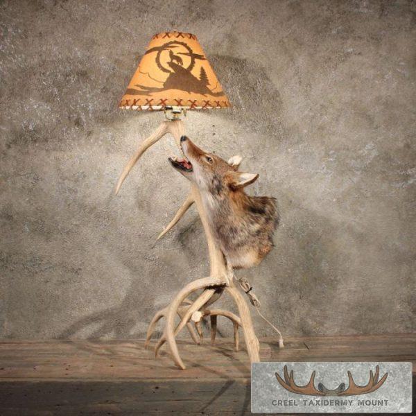 Coyote Antler Lamp Taxidermy Mount For Sale - Image 9