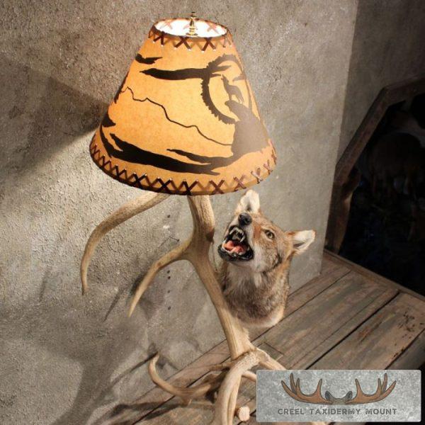 Coyote Antler Lamp Taxidermy Mount For Sale - Image 2