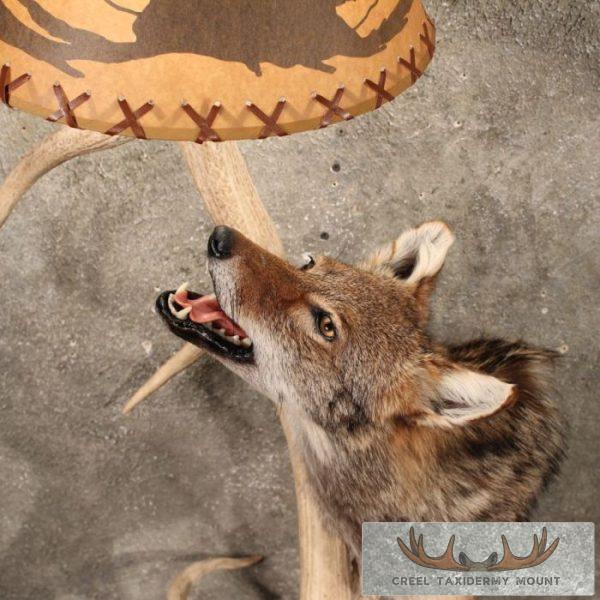 Coyote Antler Lamp Taxidermy Mount For Sale - Image 5
