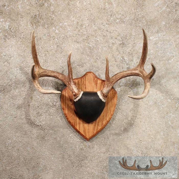 Whitetail Deer Antler Plaque