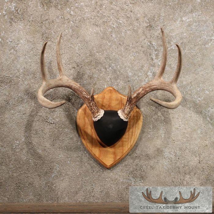 Whitetail Deer Antler Plaque