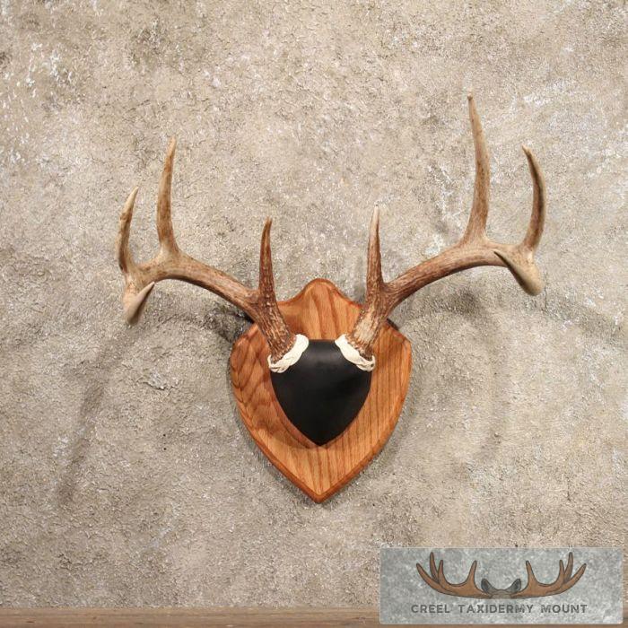 Whitetail Deer Antler Plaque