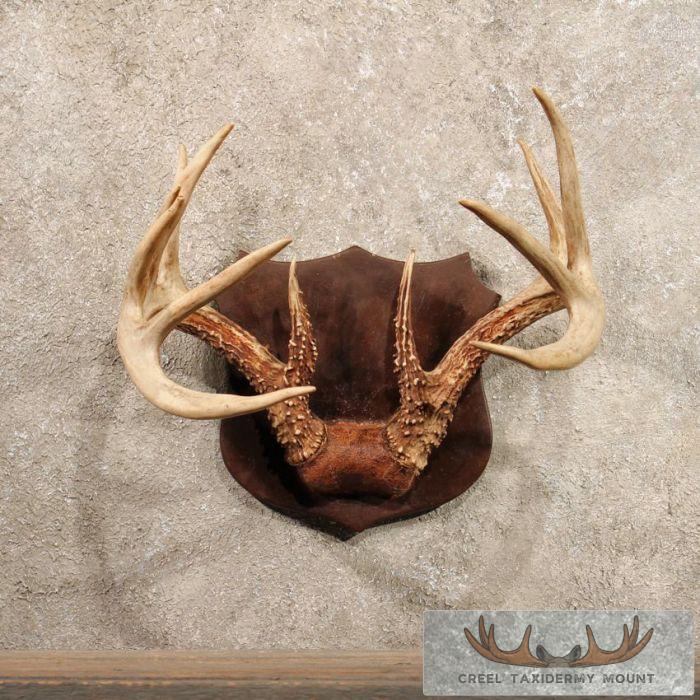 Whitetail Deer Antler Plaque