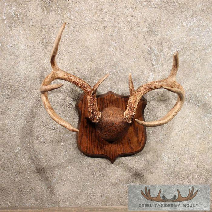 Whitetail Deer Antler Plaque