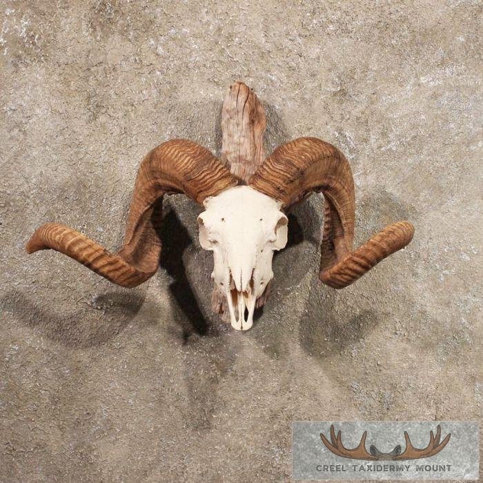 Corsican Ram Horn Plaque