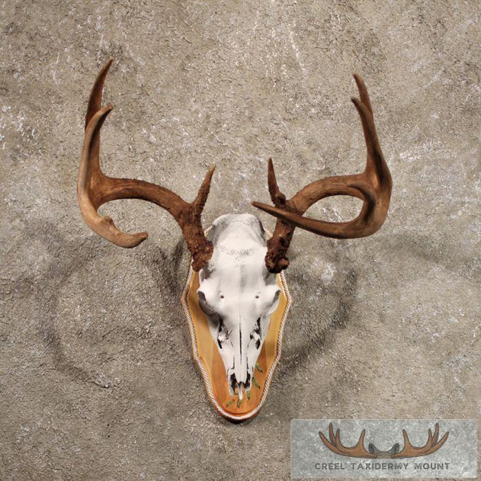 Whitetail Deer Antler Plaque