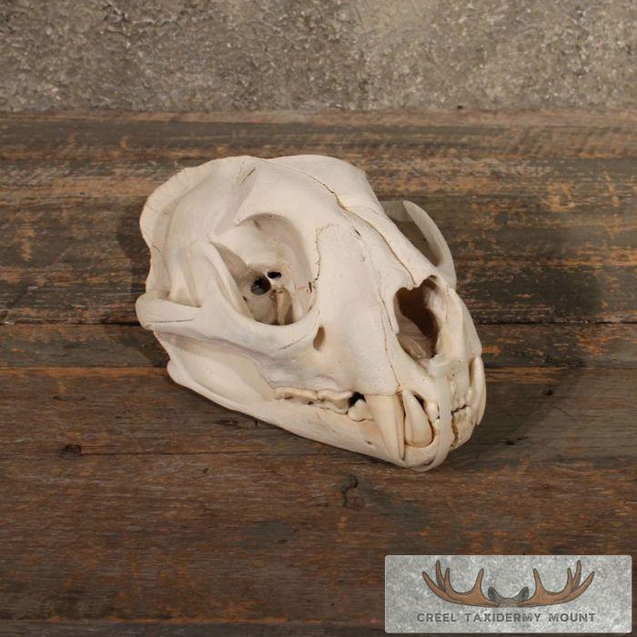 Mountain Lion / Cougar Skull