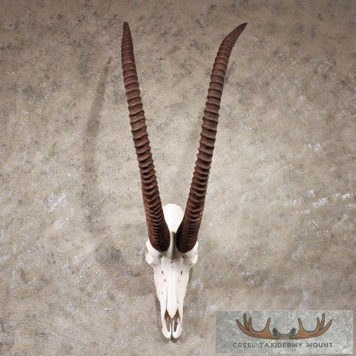 African Sable Skull & Horns