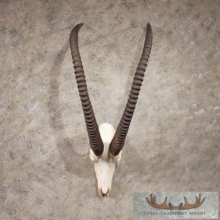 African Sable Skull & Horns