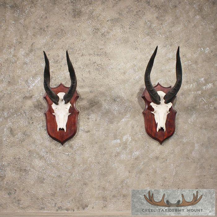 African Bushbuck Horn Pair