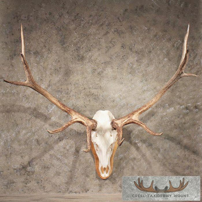 Elk Antler Plaque