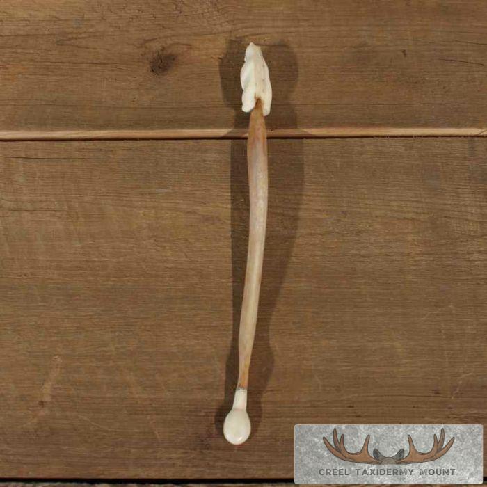 Ivory Oosik Stir Stick For Sale - Image 12