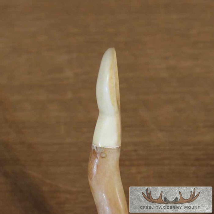 Ivory Oosik Stir Stick For Sale - Image 8